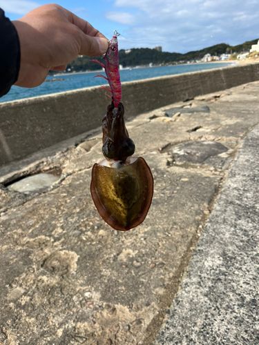 コウイカの釣果