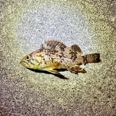 クロソイの釣果