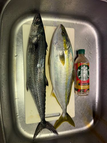 内浦湾（沼津）