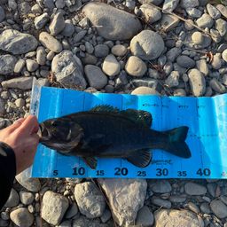 スモールマウスバス