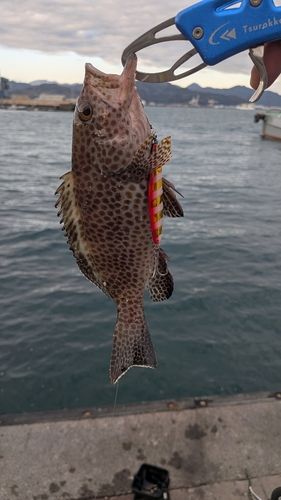 オオモンハタの釣果