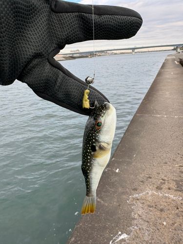 クサフグの釣果