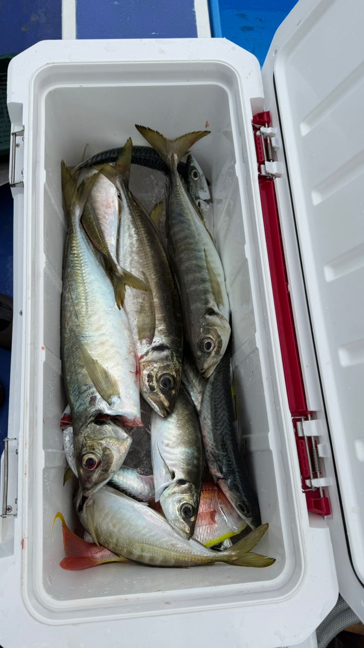 Taa maさんの釣果 2枚目の画像