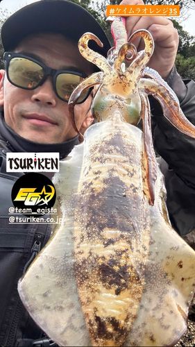 アオリイカの釣果