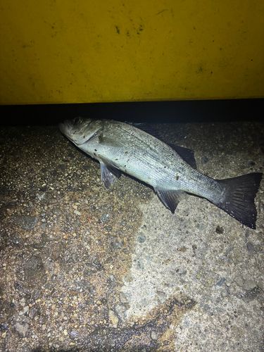 セイゴ（マルスズキ）の釣果