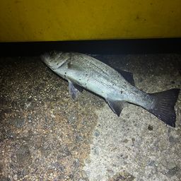 セイゴ（マルスズキ）