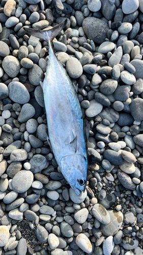 ソウダガツオの釣果