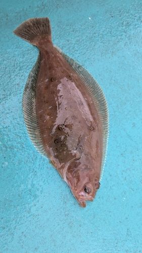 ムシガレイの釣果