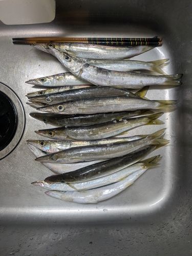 カマスの釣果