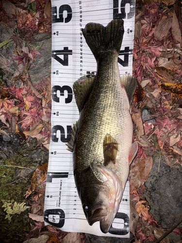 ブラックバスの釣果