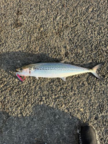 泉佐野食品コンビナート