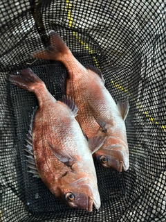 マダイの釣果