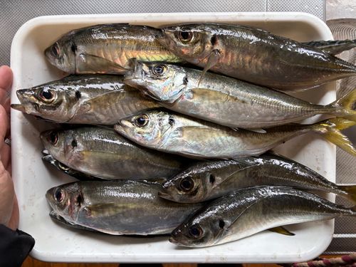 アジの釣果