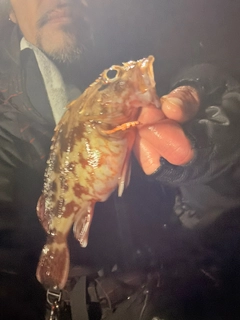 ガシラの釣果