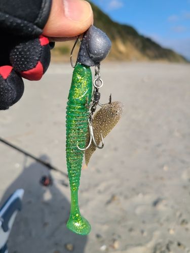 シタビラメの釣果
