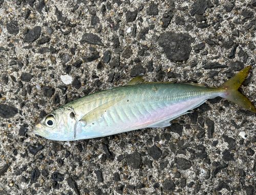 マルアジの釣果