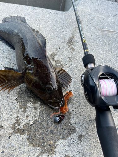 アイナメの釣果