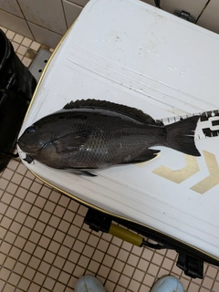 クチブトグレの釣果