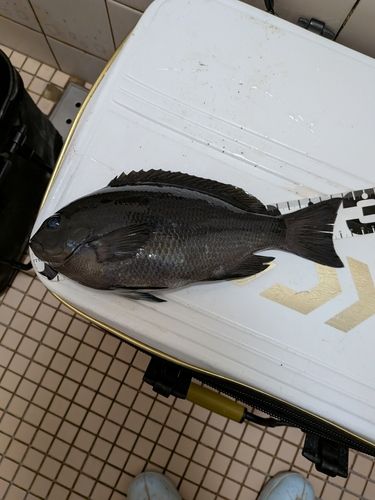 クチブトグレの釣果