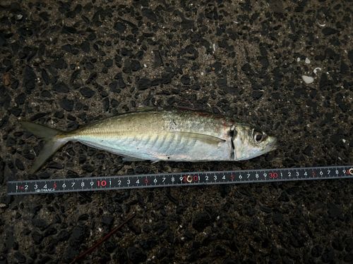 マルアジの釣果