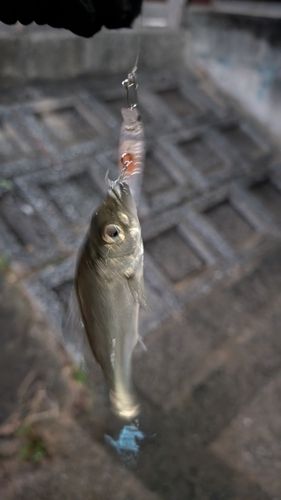 セイゴ（マルスズキ）の釣果
