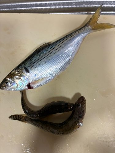 ハゼの釣果
