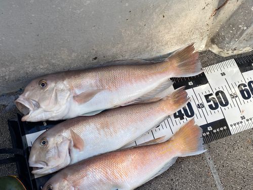 シロアマダイの釣果
