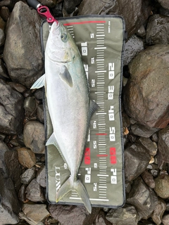 ヒラマサの釣果