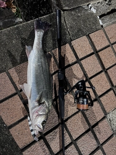 セイゴ（マルスズキ）の釣果