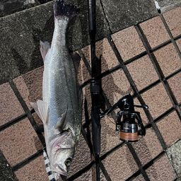 セイゴ（マルスズキ）