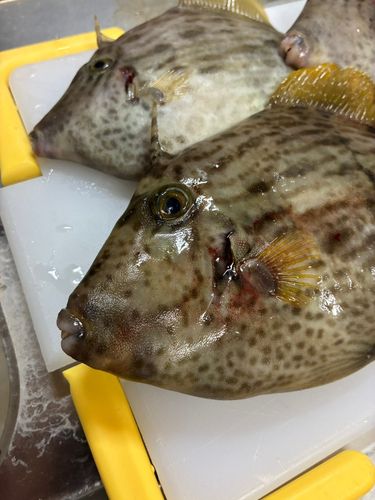 カワハギの釣果