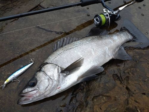 ヒラスズキの釣果