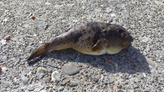 ヒガンフグの釣果