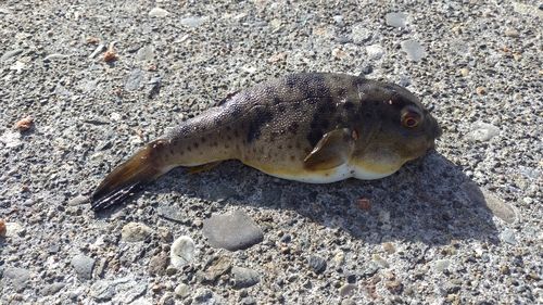 ヒガンフグの釣果