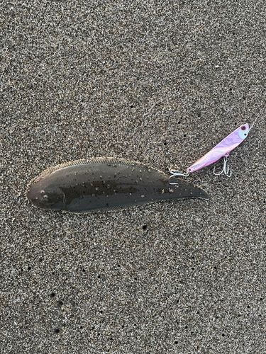 シタビラメの釣果