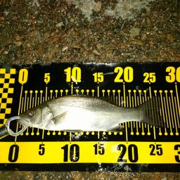 セイゴ（マルスズキ）