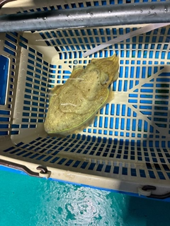 モンゴイカの釣果