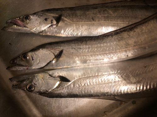 タチウオの釣果