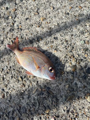 平磯海づり公園