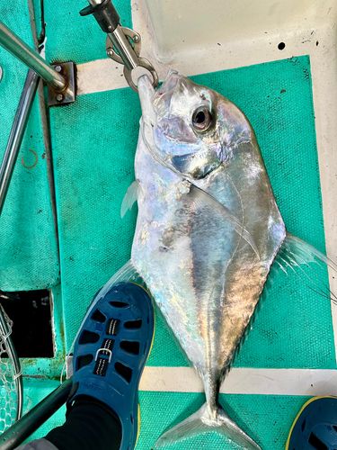 イトヒキアジの釣果