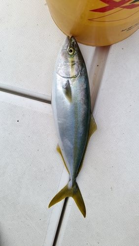 ヤズの釣果