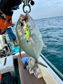 リュウキュウヨロイアジの釣果