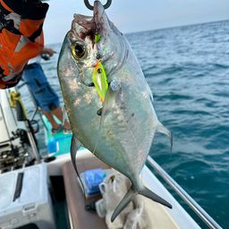 リュウキュウヨロイアジ