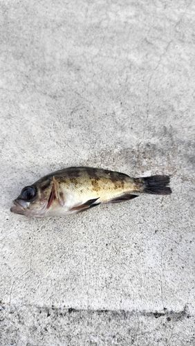 シロメバルの釣果