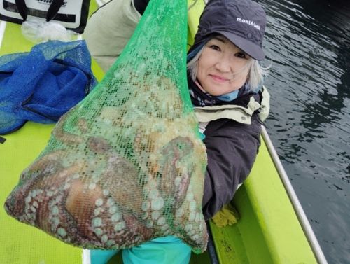 マダコの釣果