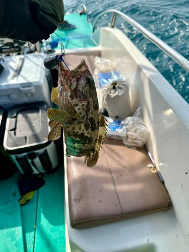 チャイロマルハタの釣果
