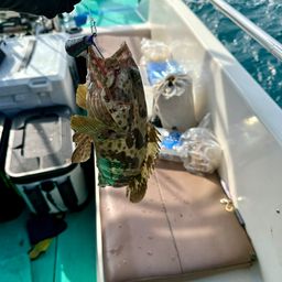 チャイロマルハタ