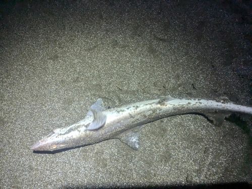 ドチザメの釣果