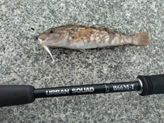 アイナメの釣果