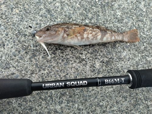 アイナメの釣果